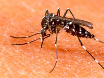 Casos notificados de dengue caem 60,62% em relação a 2013 na Paraíba